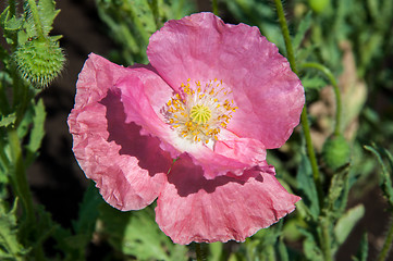 Image showing Papaver or poppy flower