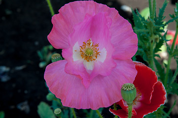 Image showing Papaver or poppy flower