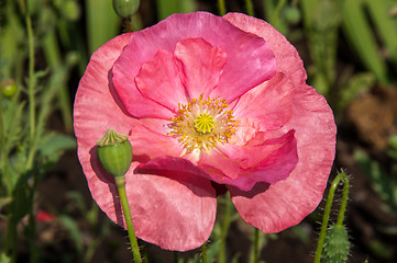 Image showing Papaver or poppy flower