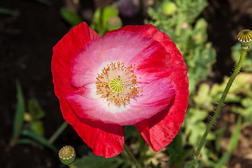 Image showing Papaver or poppy flower