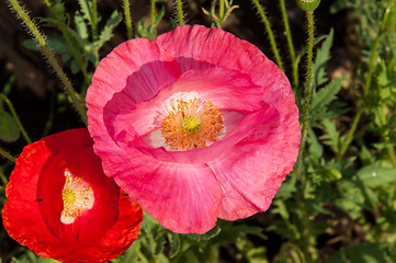 Image showing Papaver or poppy flower