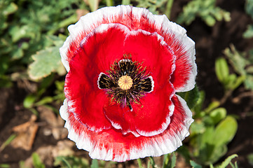 Image showing Papaver or poppy flower