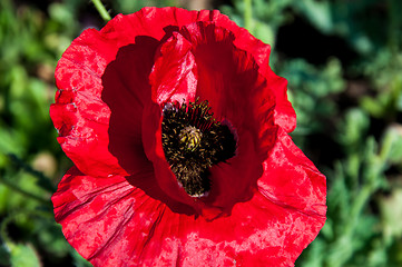 Image showing Papaver or poppy flower