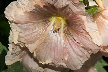 Image showing Mallow flower of cream colour