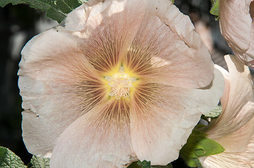 Image showing Mallow flower of cream colour