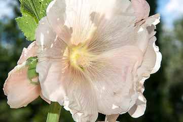 Image showing Mallow flower of cream colour