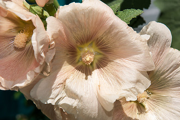 Image showing Mallow flower of cream colour