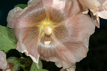 Image showing Mallow flower of cream colour