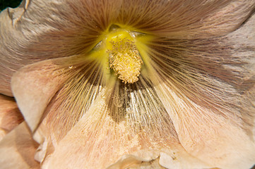 Image showing Mallow flower of cream colour