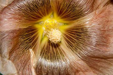 Image showing Mallow flower of cream colour
