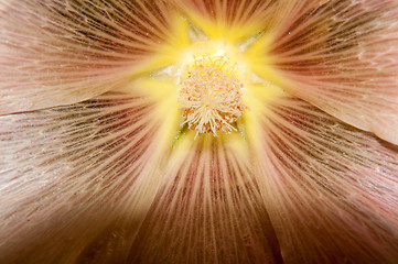 Image showing Mallow flower of cream colour