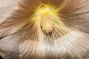 Image showing Mallow flower of cream colour