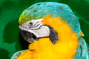 Image showing Blue-and-yellow Macaw or Ara ararauna