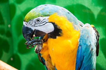 Image showing Blue-and-yellow Macaw or Ara ararauna