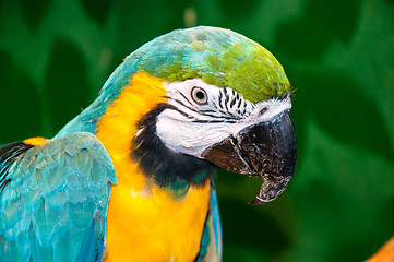 Image showing Blue-and-yellow Macaw or Ara ararauna