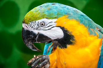 Image showing Blue-and-yellow Macaw or Ara ararauna