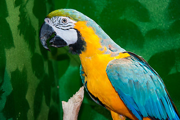 Image showing Blue-and-yellow Macaw or Ara ararauna