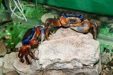 Image showing Rainbow crab or Cardisoma armatum