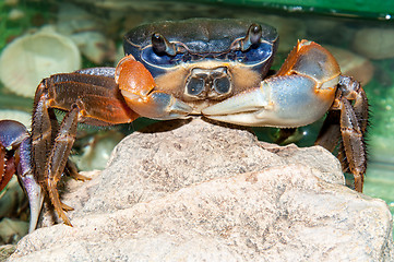 Image showing Rainbow crab or Cardisoma armatum