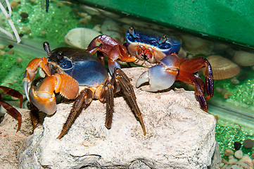 Image showing Rainbow crab or Cardisoma armatum