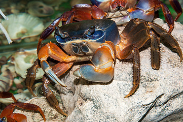 Image showing Rainbow crab or Cardisoma armatum