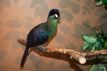 Image showing Hartlaubi turaco