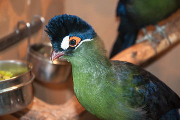 Image showing Hartlaubi turaco