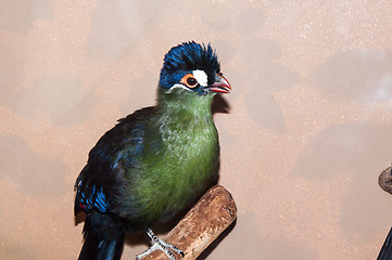 Image showing Hartlaubi turaco