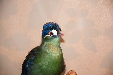 Image showing Hartlaubi turaco