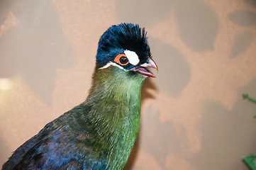 Image showing Hartlaubi turaco