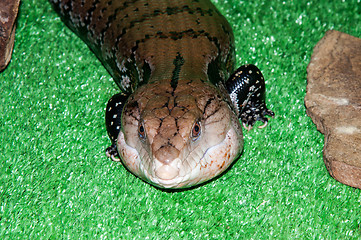 Image showing Tiliqua scincoides or skink Blue tongue