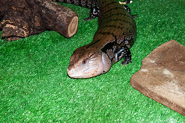 Image showing Tiliqua scincoides or skink Blue tongue