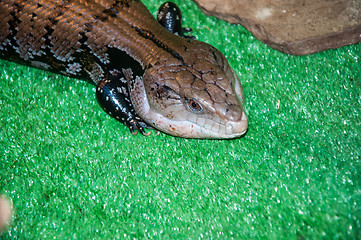 Image showing Tiliqua scincoides or skink Blue tongue