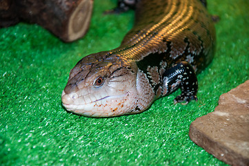 Image showing Tiliqua scincoides or skink Blue tongue