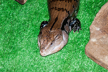 Image showing Tiliqua scincoides or skink Blue tongue