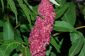 Image showing Flowering tree acetic or Sumac or Rhus