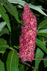 Image showing Flowering tree acetic or Sumac or Rhus