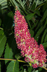 Image showing Flowering tree acetic or Sumac or Rhus