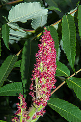 Image showing Flowering tree acetic or Sumac or Rhus