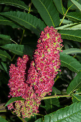 Image showing Flowering tree acetic or Sumac or Rhus