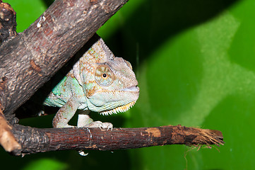 Image showing Veiled Chameleon or Chamaeleo calyptratus