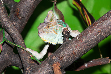 Image showing Veiled Chameleon or Chamaeleo calyptratus