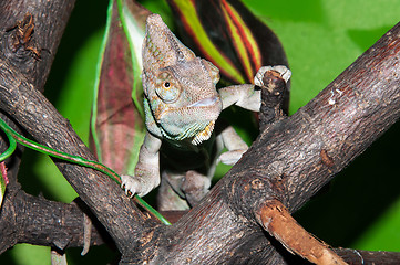 Image showing Veiled Chameleon or Chamaeleo calyptratus