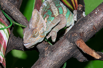 Image showing Veiled Chameleon or Chamaeleo calyptratus