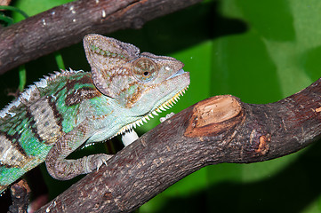 Image showing Veiled Chameleon or Chamaeleo calyptratus