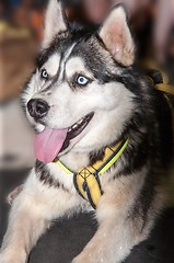 Image showing Dog breed Siberian Husky