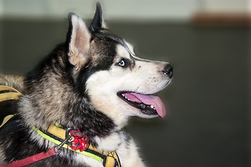 Image showing Dog breed Siberian Husky