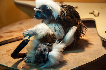 Image showing Oedipus Tamarin or Saguinus