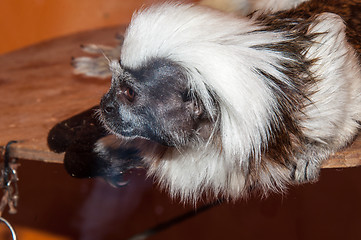 Image showing Oedipus Tamarin or Saguinus