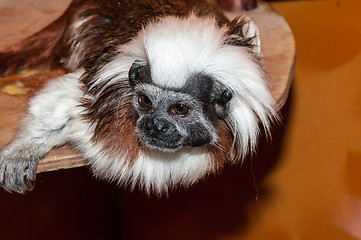 Image showing Oedipus Tamarin or Saguinus